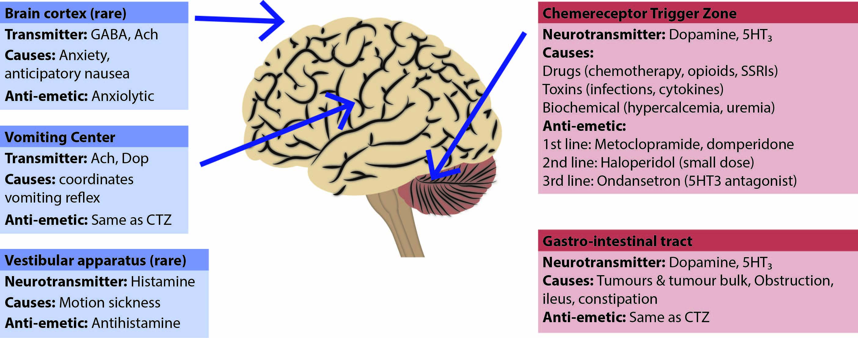 Brain Diagram